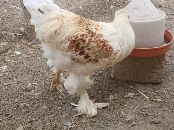 Brahma
