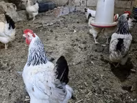 Chickens — sawirka 1