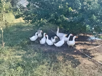 Ducks — 写真 1