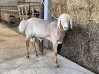 Ram, Arashan sheep — photo 7