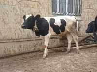 Byk, Russian Black pied cattle — zdjęcie 2