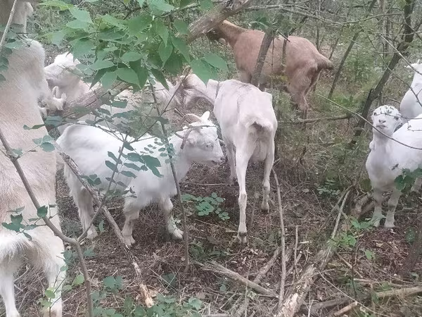 بز ماده, Nubian Goat