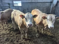 Lembu ternakan (lot, jantina tidak dinyatakan), Charolais cattle — foto 1