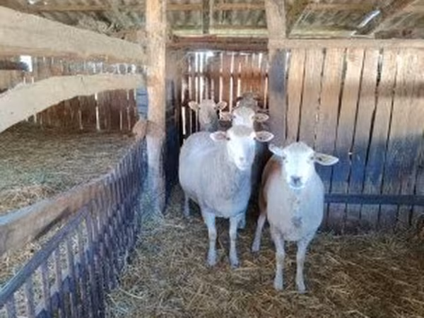 Хонь, Ile-de-France sheep
