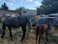 母马, Horses — 照片 4
