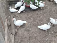 Ducks — foto 1