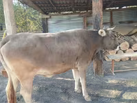 ላም, Alatau breed — ፎቶ 2