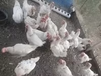 Leghorn — sawirka 4