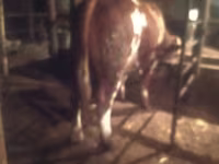 Bik, Simmental cattle — fotografija 3