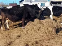 Vacă, Russian Black pied cattle — foto 3