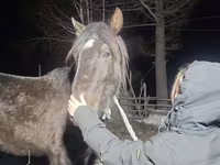 Жребец, New Altai Horse — снимка 2