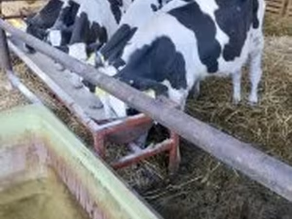 Toro, Razza Holstein