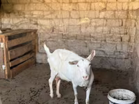 بز ماده, بز — عکس 7