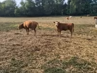 Byk, Krowa limuzyńska — zdjęcie 1