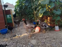 Chickens — รูปภาพ 1