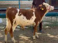 Býk, Simmental cattle — foto 2