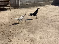 Chickens — عکس 2