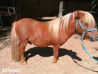 Άλογο, Shetland Pony — φωτογραφία 4