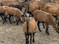Oi (lot, sex nespecificat), Cameroon sheep — foto 6