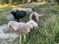 قوچ, گوسفند — عکس 6