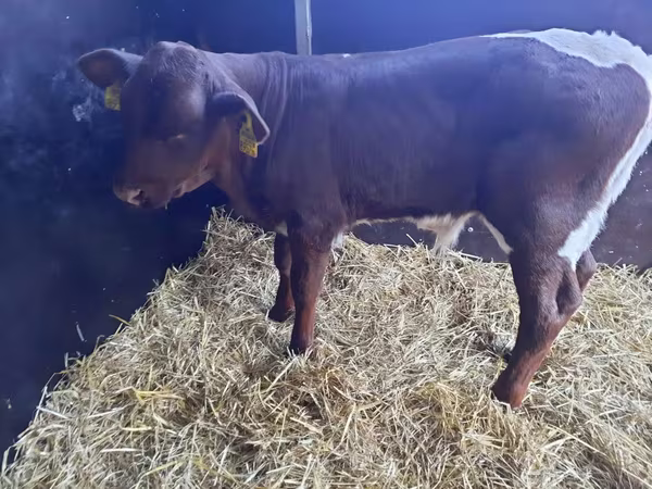 گاو نر, Simmental cattle
