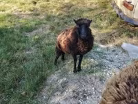 Schaap, Ouessant sheep — foto 6