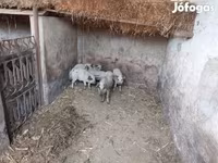 Domuzlar (parti, cinsiyet belirtilmedi), Мангалица — foto 1