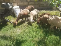 Ovce, Karakul sheep — foto 3