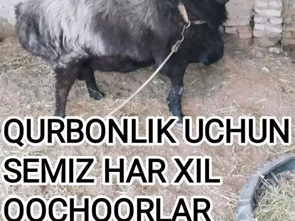 قوچ, گوسفند