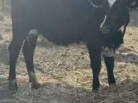 گاو ماده, Swiss cattle — عکس 6