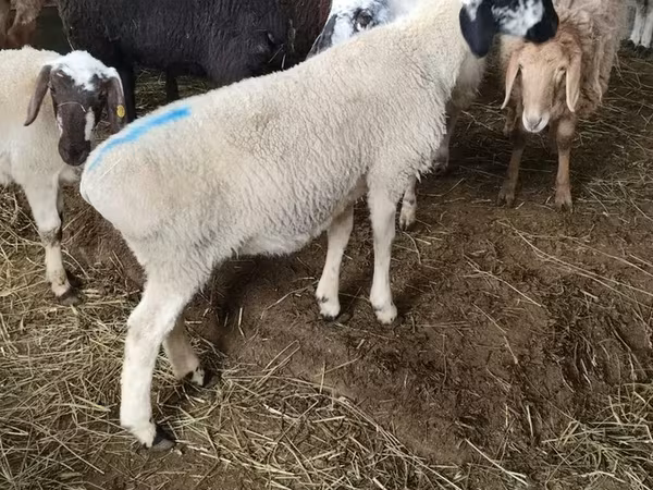 Sheep, Sheep — Kyrgyzstan