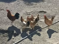 Chickens — ছবি 1