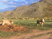 Vacă, Bovine — foto 4