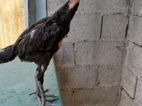 Chickens — عکس 1