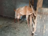 بز ماده, Nubian Goat — عکس 2