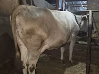 گاو ماده, Simmental cattle — عکس 4
