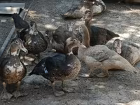 Domestic Muscovy — foto 2