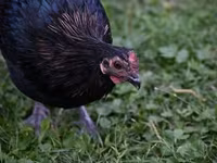Australorp — 7. fotó