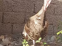 स्लोवेनियन सिल्वर हेन — फ़ोटो 2