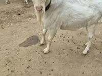 Taka, Saanen goat — 3-rasm