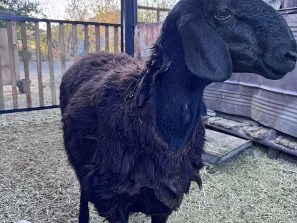 Beran, Hissar sheep