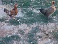 Chickens — снимка 1