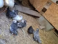 Chickens — รูปภาพ 4