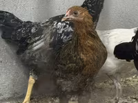 Chickens — عکس 7
