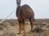شتر نر, Kazakh Bactrian camel — عکس 1