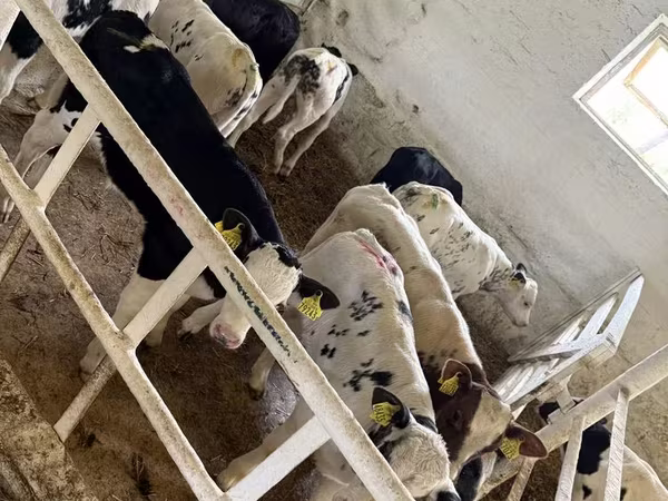 የከብት እንስሳት (ቡድን፣ ጾታ አልተጠቀሰም), Cattle