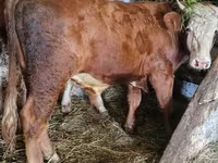 گاو نر, Simmental cattle — عکس 1