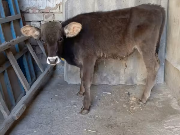 گاو نر, Swiss cattle
