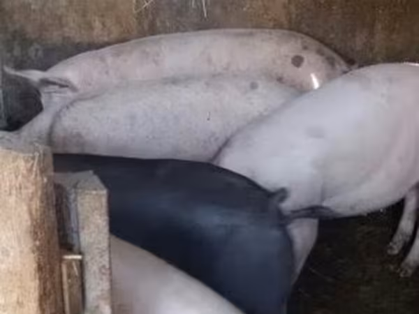 خوک ماده, Крупная белая