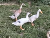 Ducks — foto 4